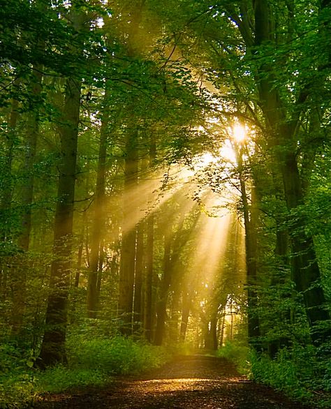 Forest With Light Shining Through, Sunrays Through Trees, Sun Through Leaves, Sunshine Forest, Sunlight Through Trees, Forest Images, Sunlit Forest, Wood Path, Forest Background