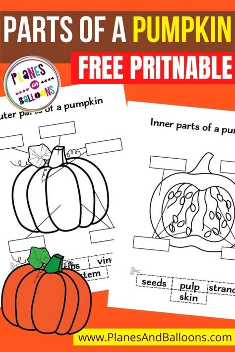 Free printable parts of a pumpkin worksheets. Label the parts of a pumpkin for kindergarten and preschool. Fall worksheets. #planesandballoons Fun Pumpkin Activities For Kindergarten, Pumpkin Parts Labeling, Pumpkin Vocabulary Cards Free, Pumpkin Labeling Kindergarten, Parts Of A Pumpkin Kindergarten, Pumpkin Dissection Preschool, Pumpkin Labels Free Printable, Pumpkin Parts Preschool, Preschool Activities For November