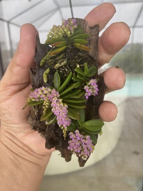 Miniature-Orchids worldwide | This schoenorchis fragrans mount becomes my favorite orchid now | Facebook Micro Orchids, Garden Goals, Miniature Orchids, Gardens Of Babylon, Hanging Gardens, Dream Kids, Growing Orchids, Indoor Jungle, Plant Powered