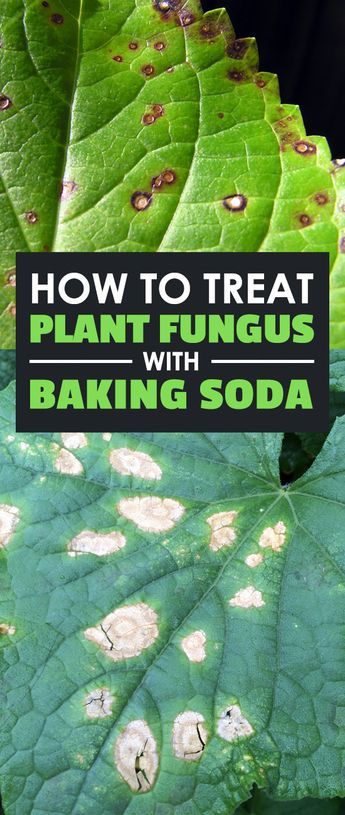 There is no more annoying plant problem than dealing with plant fungus. In this article I share a simple remedy with baking soda, water, and liquid soap. Organic Insecticide, Baking Soda Water, Plant Fungus, Garden Pest Control, Organic Vegetable Garden, Plant Problems, Soda Water, Plant Diseases, Organic Gardening Tips