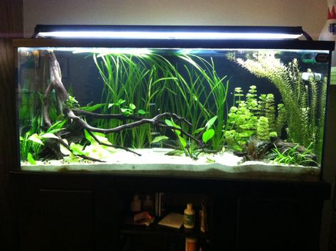 Low-Tech Planted Discus Tank - The Planted Tank Forum Home Aquarium Ideas, Community Fish Tank, Aquascape Inspiration, Discus Tank, Fish Aquarium Decorations, Fish Tank Themes, Aquarium Set, Amazing Aquariums, Fish Tank Terrarium