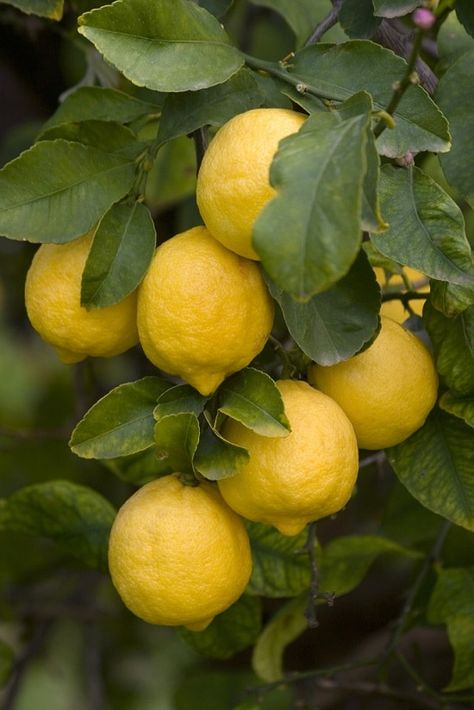 Different Types of Lemons with Pictures | Best Lemon Varieties | Fruit Aesthetic, Tattoo Plant, Fruits Photos, Fruit Photography, Beautiful Fruits, Fruit Painting, Tree Photography, Lemon Tree, Fruit Garden