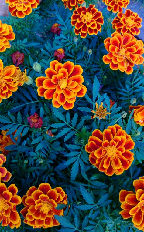 Mexico Inspired Wallpaper, Mexican Colorful Art, Mexican Flower Wallpaper, Mexican Art Aesthetic, Halloween Flowers Wallpaper, Mexican Inspired Paintings, Day Of The Dead Background, Latino Paintings, Mexican Flower Art