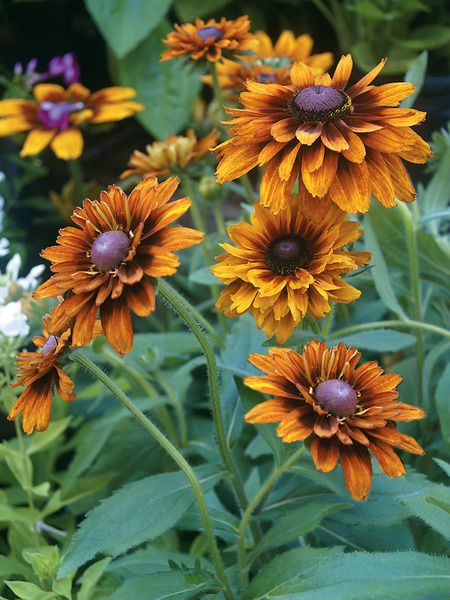 Product Viewer - Rudbeckia Cherokee Sunset Rudbeckia Hirta, Gloriosa Daisy, Plants Balcony, Fountain Grass, Flower Pot Design, Companion Plants, Shade Flowers, Perennial Herbs, Bee Balm