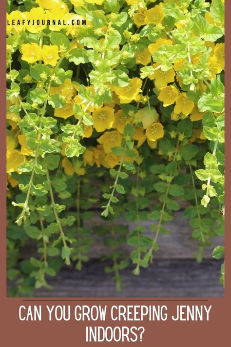 Sun Plants, Creeping Jenny Plant, Creeping Jenny, Indoor Plant Care, Evergreen Plants, All About Plants, Growing Indoors, Indoor Plant, Plant Care