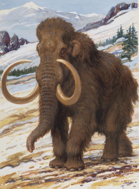 Ren Geyiği, Prehistoric Man, Prehistoric Wildlife, Woolly Mammoth, Prehistoric World, Wooly Mammoth, Ancient Animals, Prehistoric Art, Paleo Art