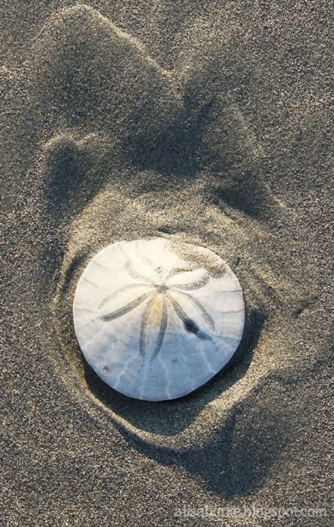 IMG_0610 Sand Dollar, Treasure Hunt