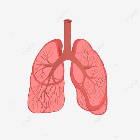 Lungs Illustration, Hospital Cartoon, Human Vector, Human Organs, Human Organ, Lungs, Grey Walls, Physical Health, Cartoon Illustration