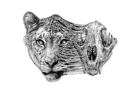 Lion Skull Drawing, Animal Skull Drawing, Paul Jackson, Skeleton Drawings, Animal Skeletons, Arte Peculiar, Skulls Drawing, Jackson's Art, The Skeleton