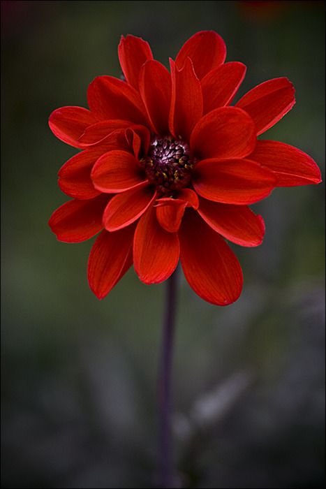 . Gladioli, Red Flower, Flower Beauty, Beautiful Blooms, Flower Pictures, Love Flowers, Amazing Flowers, My Flower, Pretty Flowers