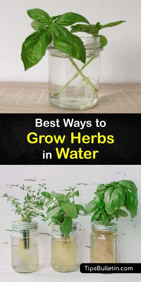 Grow Herbs In Water, Herbs In Water, Grow Cilantro Indoors, Growing Herbs Inside, Plants Grown In Water, Growing Cilantro, Growing Herbs Indoors, Growing Rosemary, Aesthetic Plant