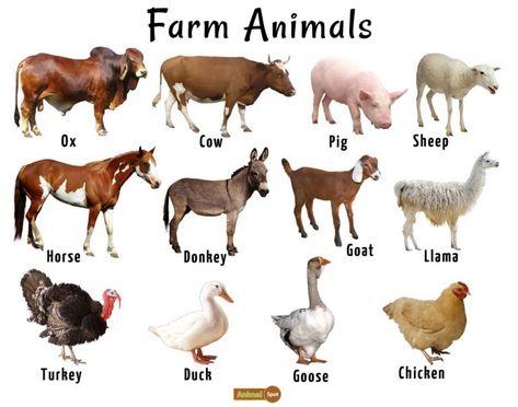 Farm Animals List, Facts, and Pictures Rustic Desserts, Farm Animals List, Animals Name List, Farm Experience, Wild Animals List, Animals List, Farm Animals Pictures, Animal Pictures For Kids, Animals Name In English