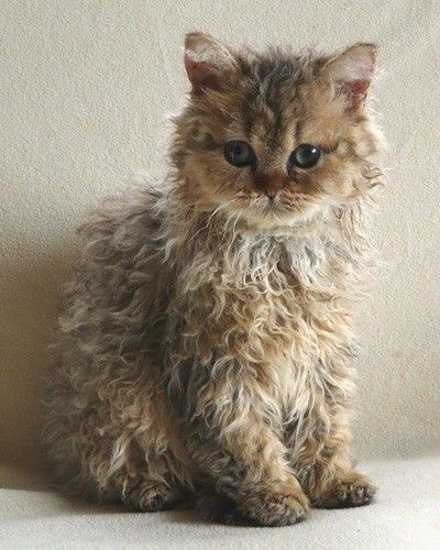 Curly Haired Cat, Selkirk Rex Kittens, Curly Cat, Ras Anjing, Ragdoll Kittens For Sale, Selkirk Rex, Ragdoll Kittens, Rex Cat, Kitten Pictures