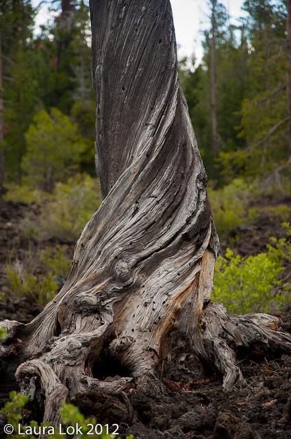 the hole a tree and a whole lot of rock Fallen Tree Trunk, Twisted Tree Trunk, Tree Trunk Ideas, Rotting Tree, Twisting Tree, Tree Reference, Tree Hollow, Tree Hole, Hole In The Ground