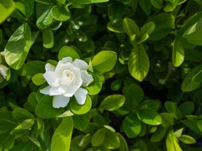 What Is An Everblooming Gardenia – Information About Gardenia Veitchii Gardenia Veitchii, Everblooming Gardenia, August Beauty Gardenia, Gardenia Care, Growing Gardenias, Best Smelling Flowers, Gardenia Bush, White Flowering Shrubs, Gardenia Plant