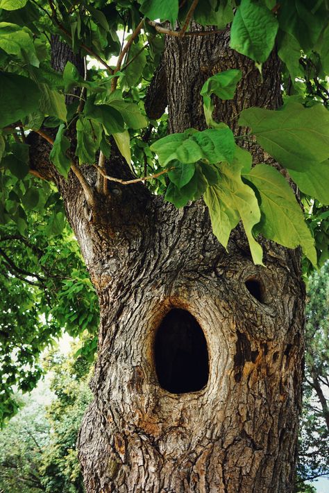 A tree trunk with a hole in it photo – Free Canada Image on Unsplash Trunk Aesthetic, Tree Knot Hole Art, Tree Hollow, Hollow Tree Trunk Ideas, Tree Hole, Tree Hollow Illustration, Fallen Tree Trunk, Hole In Tree Trunk, Tree Trunk Reference