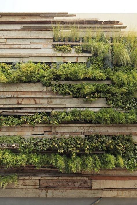 Living wall in the Centro Office Building, Peru. Fasad Design, Green Facade, Vertical Garden Wall, Desain Lanskap, Vertical Gardens, Walled Garden, Most Beautiful Gardens, Green Architecture, Full Picture