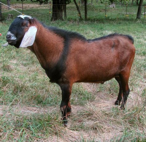 Male Goat, Anglo Nubian Goats, Kiko Goats, Nubian Goats, Goat Breeds, Nubian Goat, Cow Photography, Boer Goats, Cute Goats