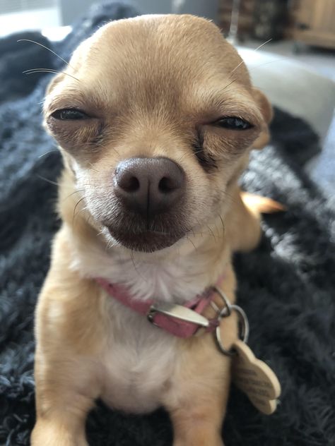 Chiuaua Dog, Anjing Chihuahua, Funny Chihuahua Pictures, Funny Dog Faces, Chihuahua Funny, Funny Animal Photos, Cute Chihuahua, Really Cute Dogs, Silly Dogs