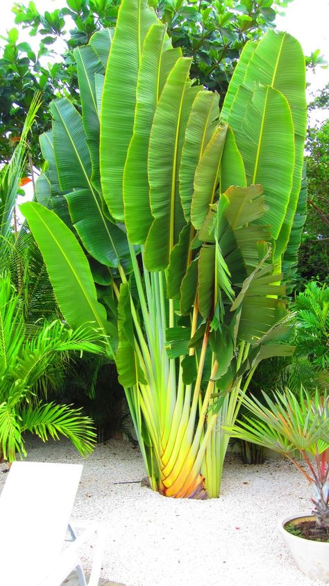 Travellers Palm Tree, Travelers Palm Tree, Travelers Palm, Tropical Garden Plants, Tropical Backyard Landscaping, Tropical Landscape Design, Palm Trees Landscaping, Travellers Palm, Florida Plants