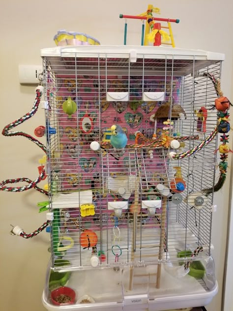 Mango in her cage! Cocktail Bird Cage, Parrotlet Cage Setup, Budgie Cage Ideas Diy, Parakeet Cage Setup, Cockatiel Cage Setup, Budgie Cage Ideas, Bird Cage Setup, Parakeet Cage Ideas, Budgie Cage Setup