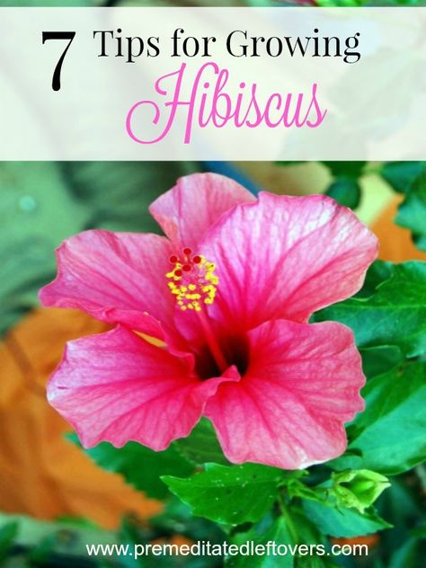 Hibiscus Bush, Growing Hibiscus, Hibiscus Garden, Hibiscus Tree, Hydrangea Care, Hibiscus Plant, Organic Gardening Tips, Beautiful Flowers Garden, Tropical Flower