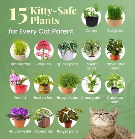 Cat Safe House Plants, Safe House Plants, Katt Diy, Cat Friendly Plants, Cat Safe Plants, Calathea Plant, Cat Grass, Cat Hacks, Animal Health