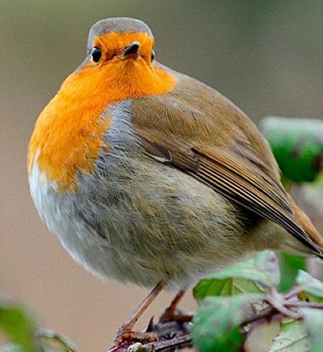 Rather Overweight Round Robin Robin Birds, Feathered Hair Cut, Fairy Photography, Fat Bird, Flying Creatures, European Robin, Robin Redbreast, Round Robin, Bird Song