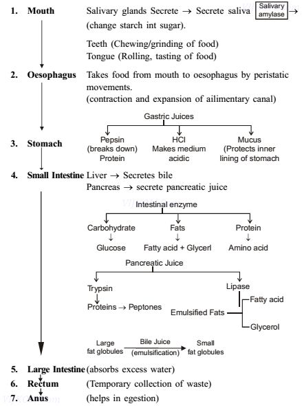 Biochemistry Notes, Class 10 Science, Cbse Class 10, Studie Hacks, Learn Biology, Notes Life, Basic Anatomy And Physiology, Study Biology, Biology Facts