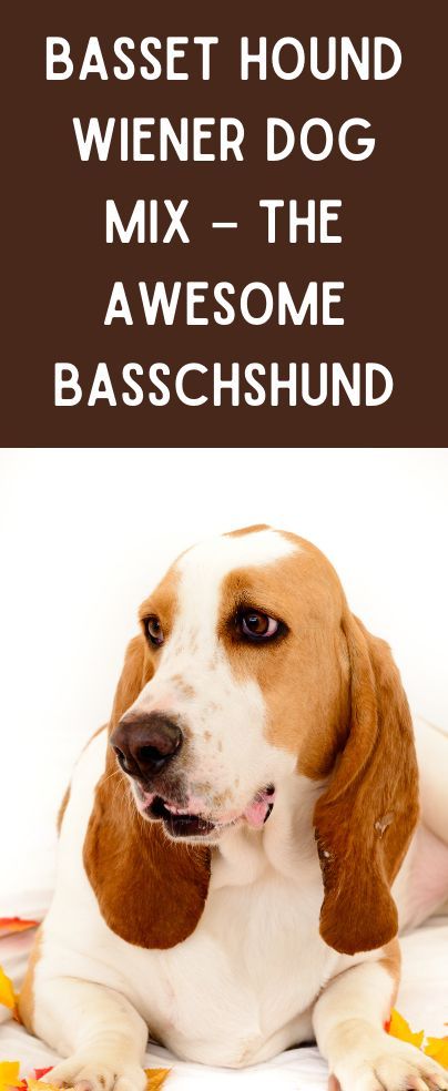 We’re used to looking past many dog crossbreeds but some are worth look at and one of those is the basset hound wiener dog mix – the awesome basschshund! This mixed breed is one of the best and most underrated family pets out there. Gentle, loving, playful, low-maintenance, and great with kids, the basset hound wiener dog mix is perfect for almost every household. Basset Hound Christmas, Basset Hound Mix, Small Sized Dogs, Dog Crossbreeds, Hound Breeds, Dog Mixes, Bassett Hound, Dachshund Mix, Loyal Dogs