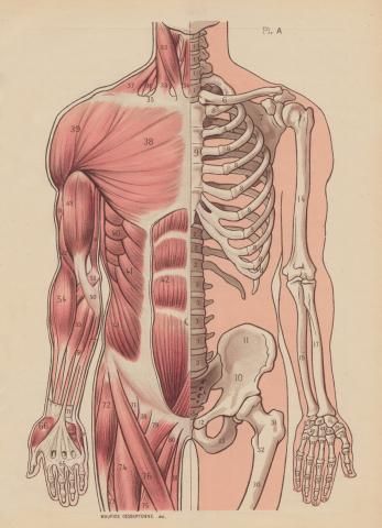 Muscular and skeletal system illustration- @madelinemcquay this is what the drawing I'm making with my brothers looks like... or at least it's how it's SUPPOSED to look like haha Medical Drawings, Skeletal System, Human Figure Drawing, Human Anatomy Art, Anatomy Sketches, Medical Anatomy, Anatomy For Artists, Medical Art, Body Anatomy