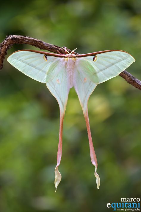 Chinese Lunar Moth Chinese Luna Moth, Lunar Moth Tattoo, White Moth, Luna Moths, Moth Drawing, Cute Moth, Lunar Moth, Moon Moth, Moth Caterpillar