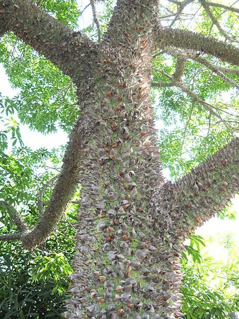 Considered one of the most beautiful trees in the world, it’s native to Argentina and Brazil. Silk floss trees flourish in Southwest Florida and do quite well in the humid climate. Chorisia Speciosa, Most Beautiful Trees, Florida Landscaping, Silk Tree, Beautiful Trees, Scenic Photos, Old Trees, Southwest Florida, Tall Plants