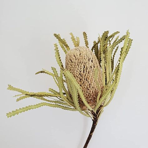 Amazon.com: Belle Fleur Dried Banksia Flower for Flower Arrangements Wedding Home Decor : Home & Kitchen Wedding Table Vases, Hanging Arrangements, Banksia Flower, Tall Vase Decor, Flowers In Pots, Flower Arrangements Wedding, Auckland Wedding, Billy Buttons, Wedding Home Decor