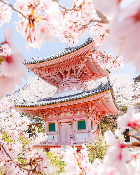 Tsubosaka Dera Temple in Nara, Japan. 🇯🇵🌸💕 A ton of beautiful photos from Japan lately. Really taking in the beauty of Sakura season. 🌸🌸… Paradise Places, Japan Temple, Cherry Blossom Trees, Nara Japan, Japanese Temple, Japan Photography, Japanese Landscape, Japan Aesthetic, Aesthetic Japan