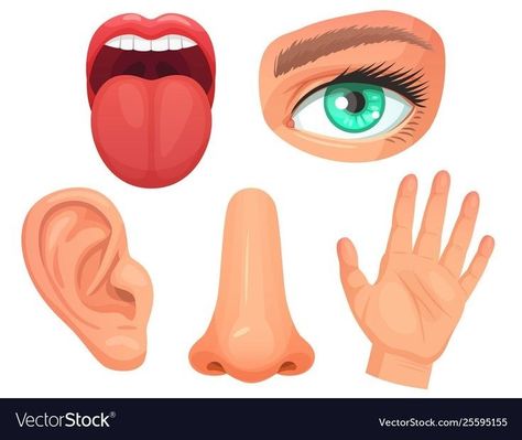 Tongue Taste Buds, Mouth Illustration, Sensory Organs, Ear Images, Isolated Icons, Eyes Vision, Eye Icon, Senses Preschool, Senses Activities