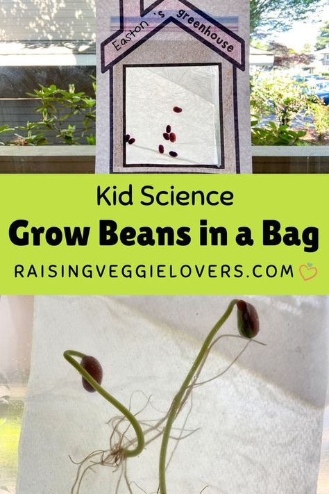 Grow Beans In A Bag, Bean Growing For Kids, Life Cycle Of A Bean Plant Preschool, Grow A Bean In A Bag, Grow A Bean In A Bag Kids, Growing A Bean In A Ziplock Bag, Lima Bean Planting For Kids, Seed In A Bag Experiment, Bean Growing Experiment