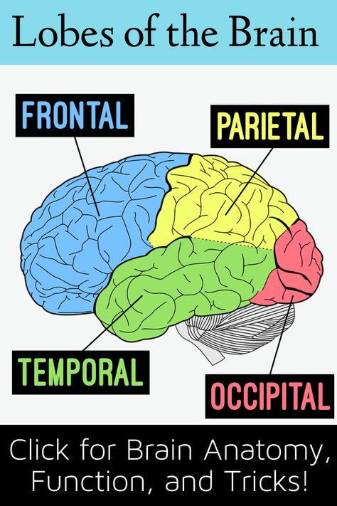 Brain anatomy drawing and neuroscience diagram showing lobes of the cerebrum (cerebral cortex) including the frontal lobe, parietal lobe, temporal lobe, and occipital lobe. Cerebral Cortex Brain, Forensic Technician, Anatomy Tricks, Cerebrum Anatomy, Neuroscience Notes, Brain Lobes And Functions, Frontal Lobe Function, Lobes Of The Brain, Parietal Lobe