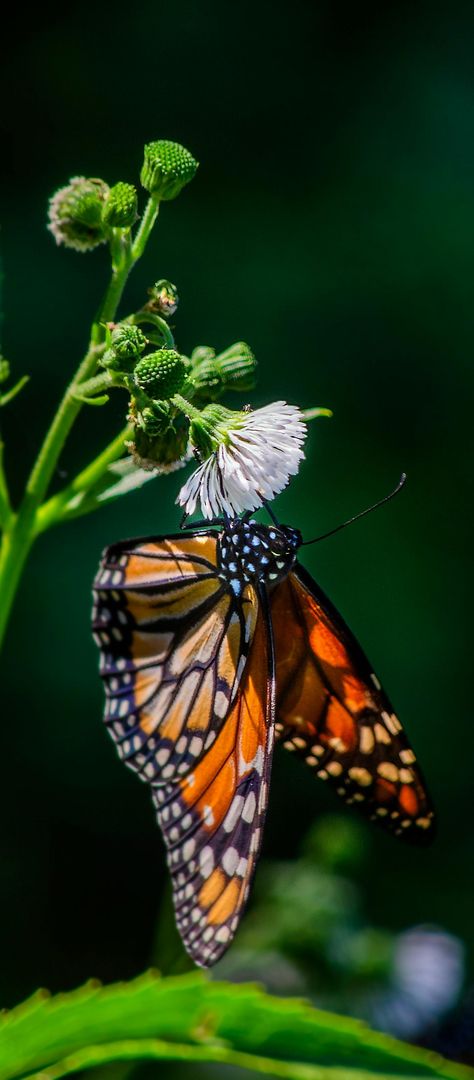 Colorful monarch butterfly. Monarch Butterflies Photography, Butterflies Photography, Animals Butterfly, Monarch Butterflies, Butterfly Pictures, Amazing Facts, Monarch Butterfly, Wild Animals, Beautiful Butterflies