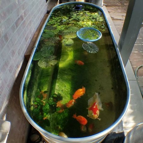 Fishkeeping 4 Fun 🐟🐠🐡🌊 on Instagram: “Nice idea for a small outdoor pond . . . . . . 📹 Credit: @pondviewranchu #waterfeature #goldfishunion #pond #goldfish #waterplants…” Small Fish Pond, Mini Pond, Fish Pond Gardens, Container Water Gardens, Patio Pond, Turtle Habitat, Goldfish Pond, Indoor Water Garden, Garden Pond Design