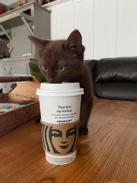 Cat Coffee Aesthetic, Cat And Coffee Aesthetic, Brown Fluffy Cat, Chocolate Brown Cat, Brown Cat Aesthetic, White And Brown Cat, Kittens Brown, Light Brown Cat, Dark Brown Cat