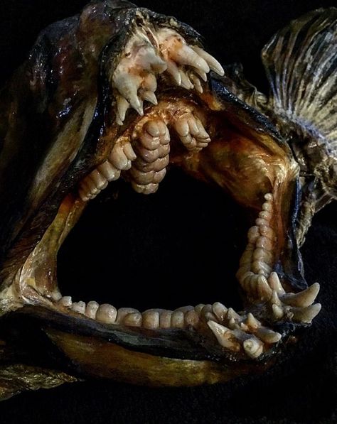 Wolf Eel, Tiger Fish, Weird Sea Creatures, Snakehead Fish, Monster Fish, River Monsters, Dragon Fish, Monster Fishing, Animal Teeth