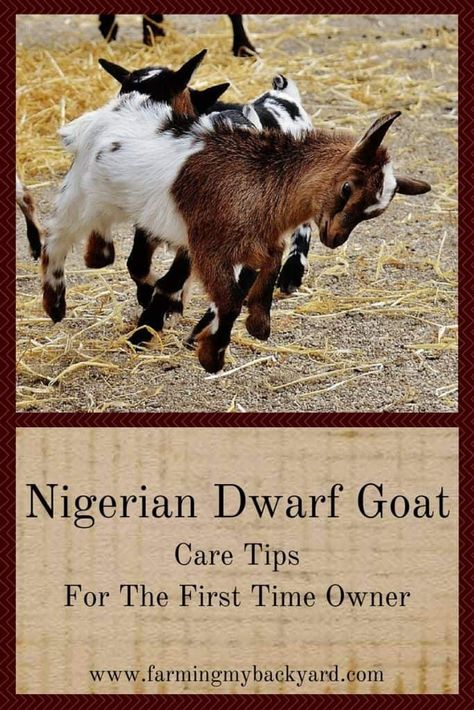 Nigerian Goats, Goat Playground, Goat Toys, Goat Shelter, Goat Pen, Mini Goats, Goat House, Raising Farm Animals, Goat Care