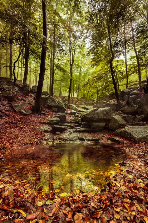 El charco by  Jose Manuel Garcia on 500px.com Wallpaper Cantik, Landscape Photography Tips, Autumn Scenes, Wallpaper Tumblr, 수채화 그림, Autumn Scenery, Fall Pictures, Autumn Forest, Autumn Landscape