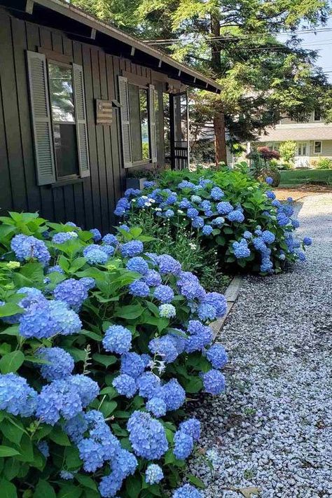 What Side of the House Do You Plant Hydrangeas Bushes For Side Of House, Snowball Hydrangea Landscaping, Blue Hydrangea Front Of House, Blue Enchantress Hydrangea, Hydrangea House Exterior, Blue Hydrangea Garden Landscapes, Hydrangea Corner Garden, Small Sloped Front Yard Landscaping, Hydrangeas In Front Of House Curb Appeal