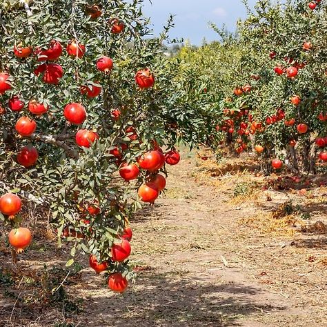 Ripe pomegranate fruits on the branches of trees in the garden. Fruit Planting, Como Plantar Pitaya, Fruit Trees Backyard, Branches Of Trees, Orchid Photography, Planting Tools, Pomegranate Fruit, Fruit Seeds, Autumn Scenery