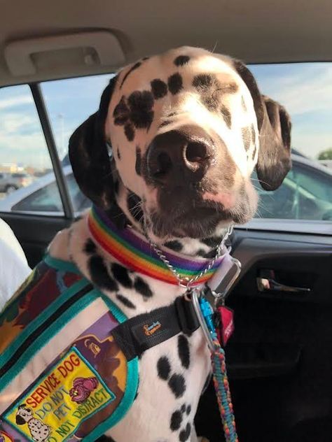 Dalmatian Service Dog, Pitbull Service Dog, Cute Service Dogs, Great Dane Service Dog, Service Dog Art, Service Dog Aesthetic, Service Dogs Breeds, Psychiatric Service Dog, Service Dog Patches