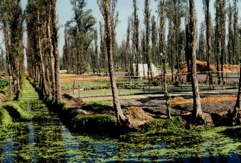 Chinampas of Tenochtitlan | Sprouts in the Sidewalk Aztec City, Floating Gardens, African Homes, Ancient Mexico, Ancient Aztecs, Floating Garden, Sacred Science, Urban Agriculture, Outdoor Education