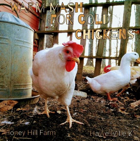 Mash For Chickens, Chicken Mash, What To Feed Chickens, Chicken Raising, Homesteading Animals, Chickens In The Winter, Mash Recipe, Chicken Eating, Chicken Treats