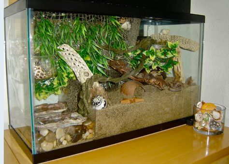 How to keep the sand out of your crab's pools: a DIY Plexiglas Tank Divider! Hermit Crab Habitat Ideas, Hermit Crab Cage, Hermit Crab Homes, Crab Habitat, Hermit Crab Habitat, Diy Climbing Wall, Snake Cages, Hermit Crab Tank, Fiddler Crab